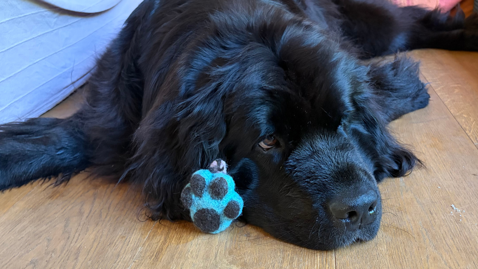 personalisierte-tierfell-unikate-nala-filzpfote