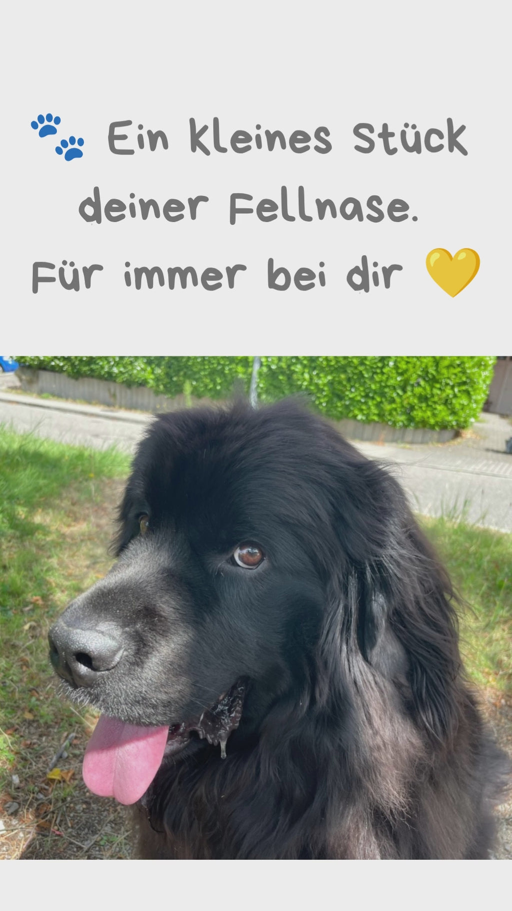 Gefilzter Marienkäfer aus dem Fell deiner Fellnase 🐞