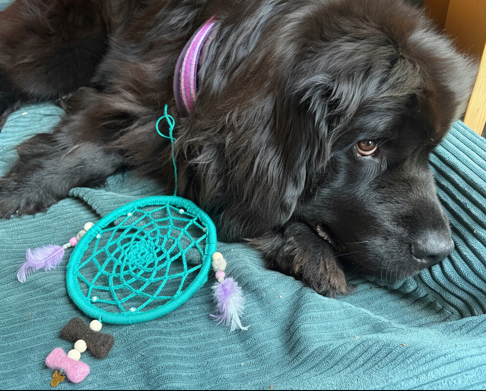 Handgefertigter Traumfänger mit Tierfell eines Hundes neben der Neufundländerhündin Nala – personalisierter Traumfänger als individuelles Tierfell-Unikat.
